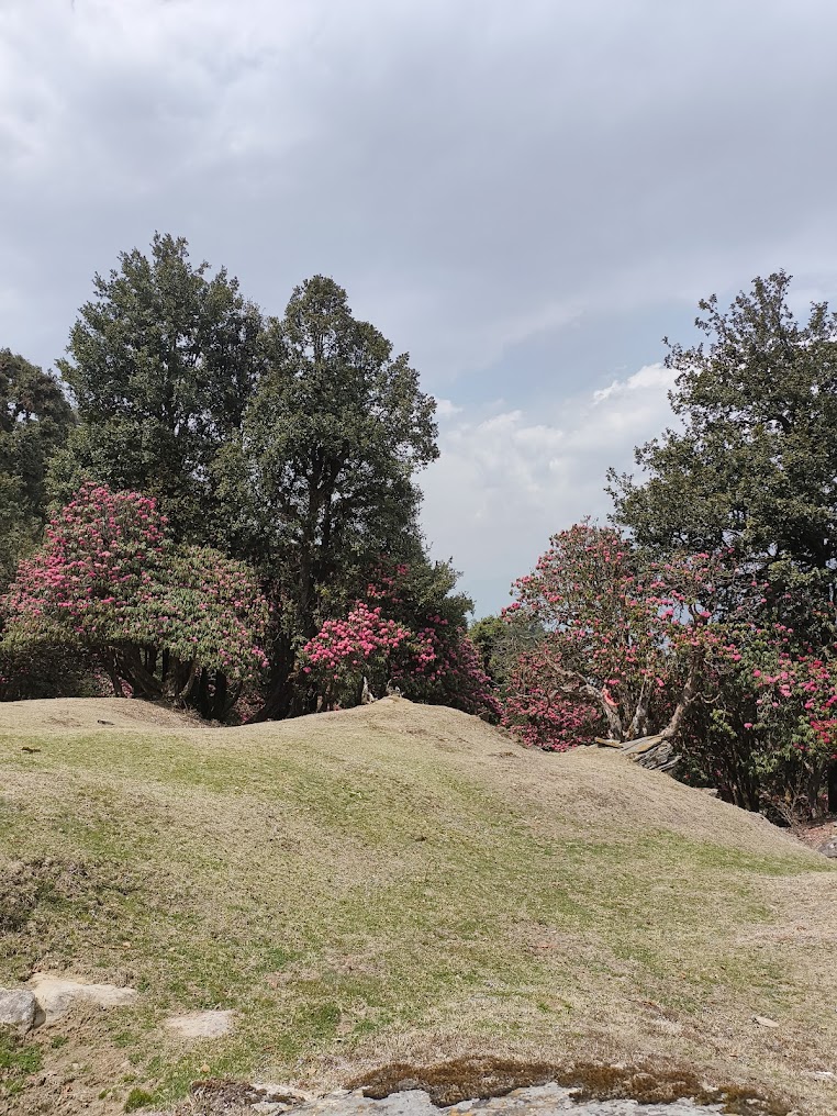 Rohini Bugyal, photo 2 of 5