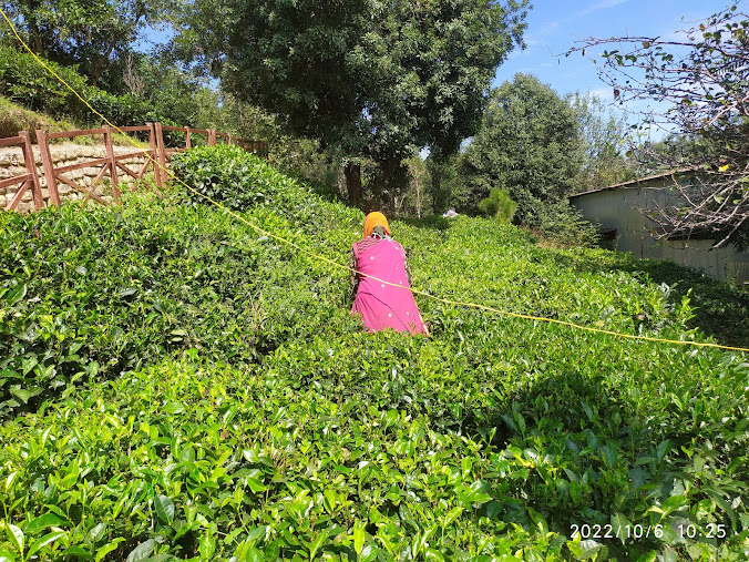 Kausani Tea Estate, photo 1 of 10