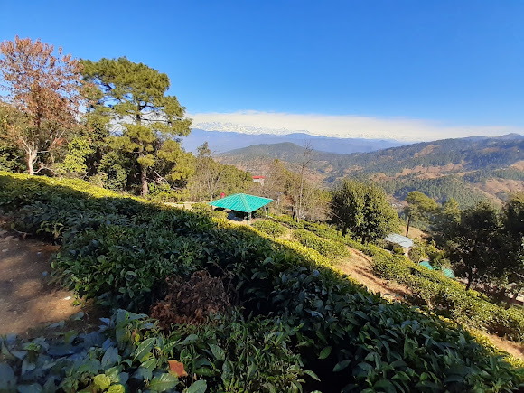 Kausani Tea Estate, photo 2 of 10