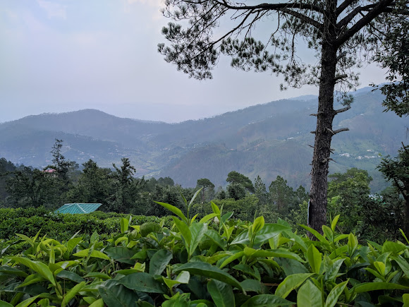 Kausani Tea Estate, photo 4 of 10