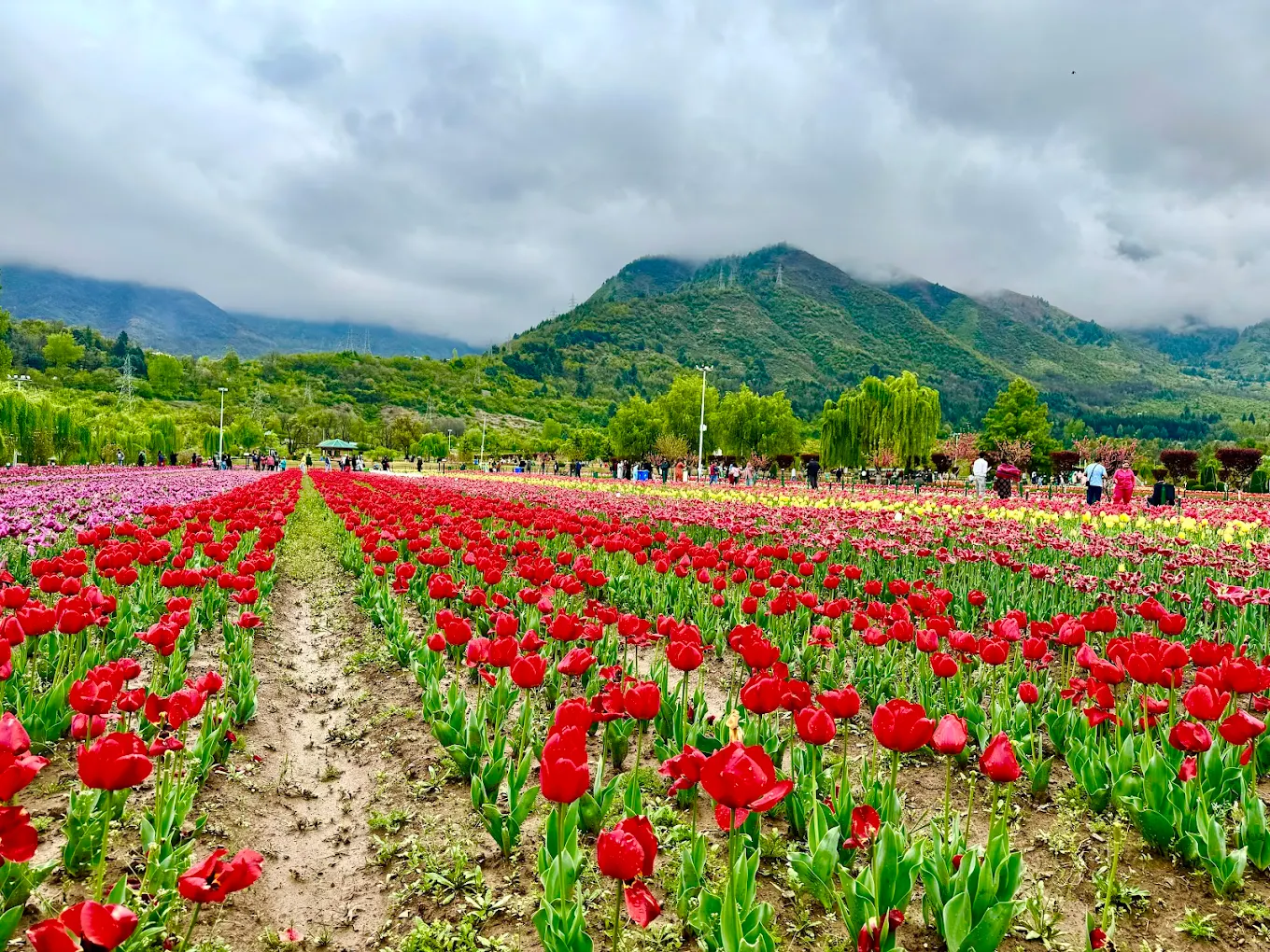 Tulip Garden Srinagar, photo 1 of 9