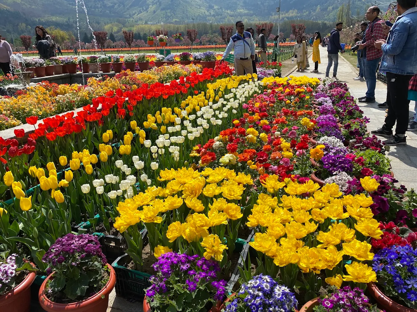 Tulip Garden Srinagar, photo 2 of 9