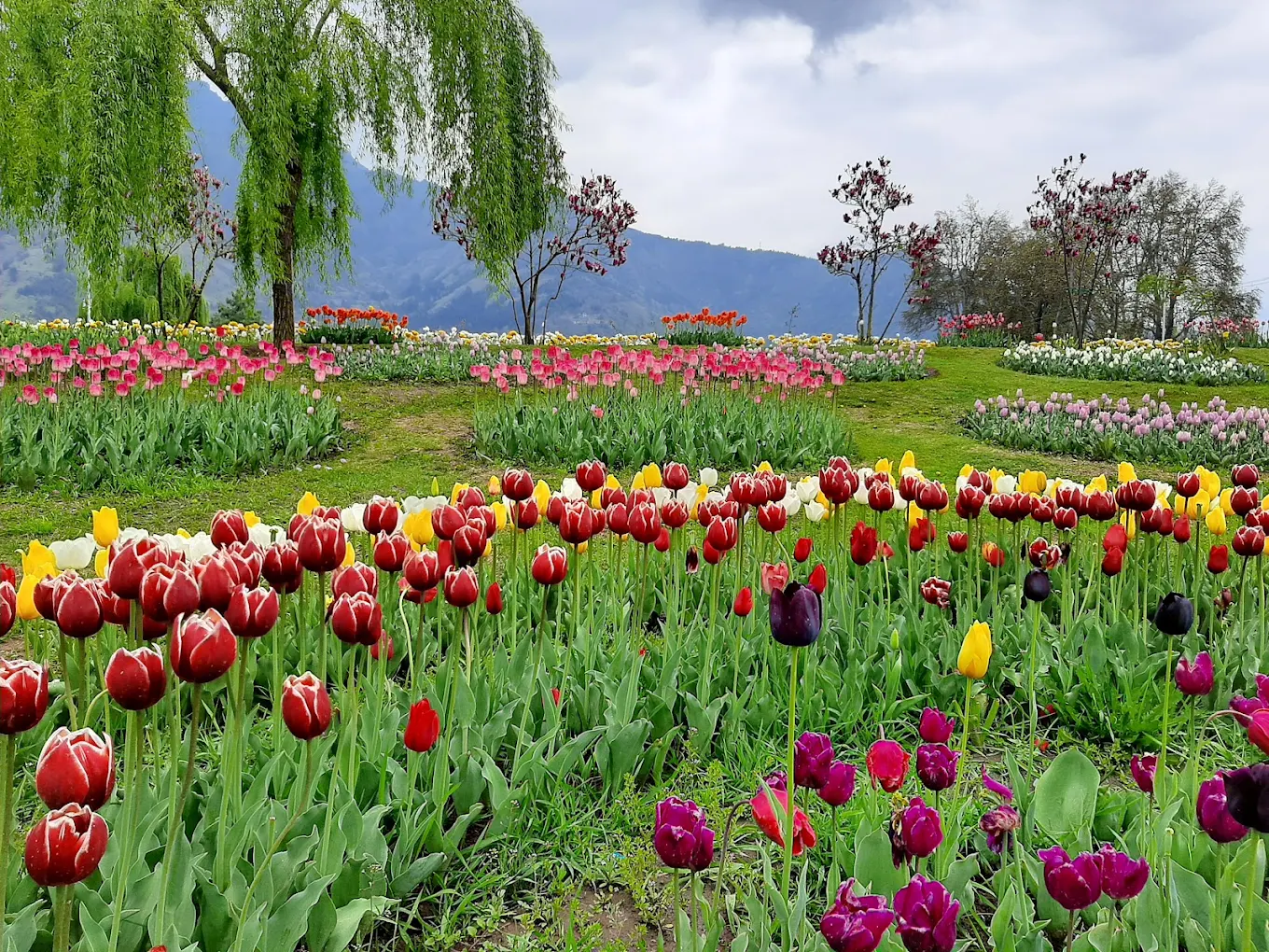 Tulip Garden Srinagar, photo 3 of 9