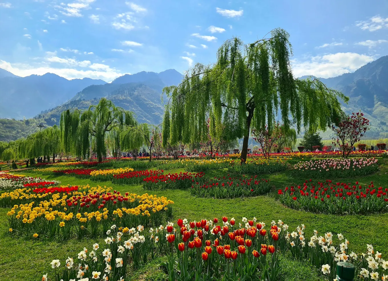 Tulip Garden Srinagar, photo 4 of 9