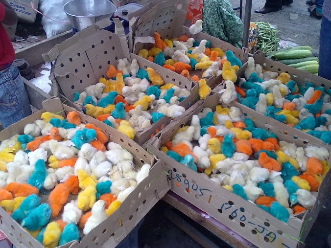 Lal Chowk, photo 2 of 7