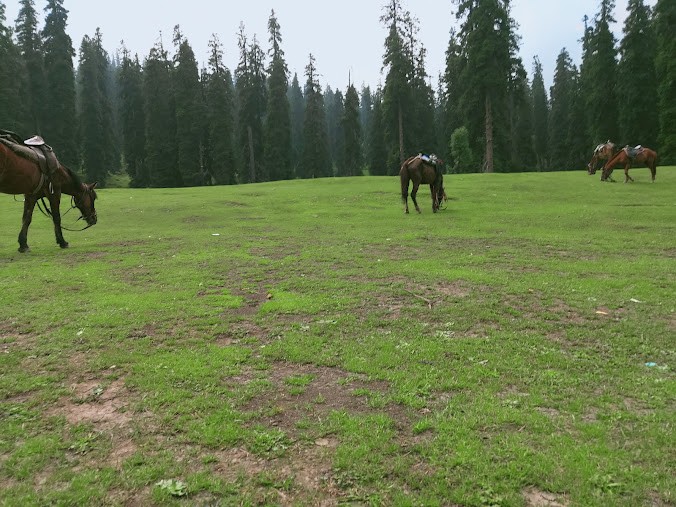 Khilanmarg Woods, photo 1 of 7