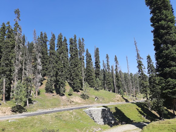 Khilanmarg Woods, photo 2 of 7