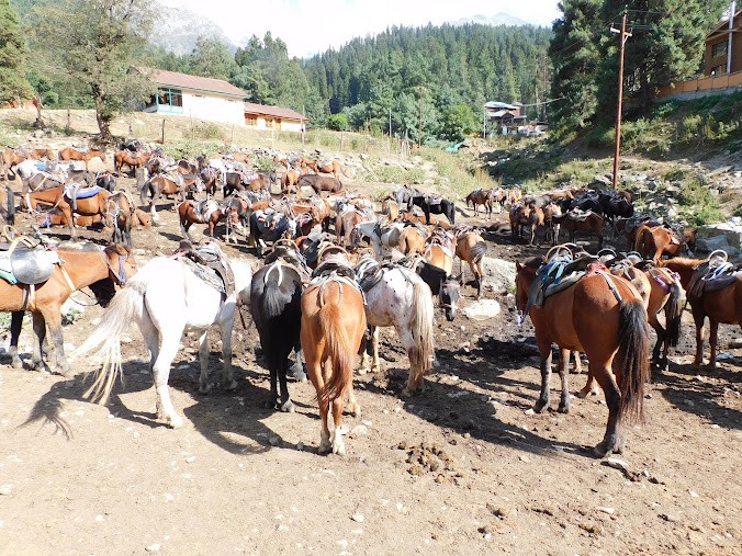 Horse π riding in pahalgam, photo 3 of 8
