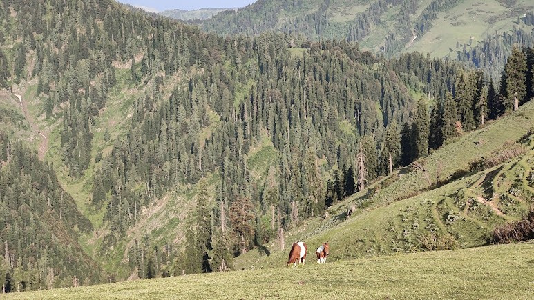 Padri Pass, photo 4 of 6