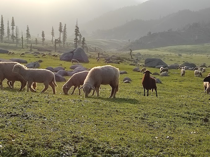 Jammu, Jammu and Kashmir