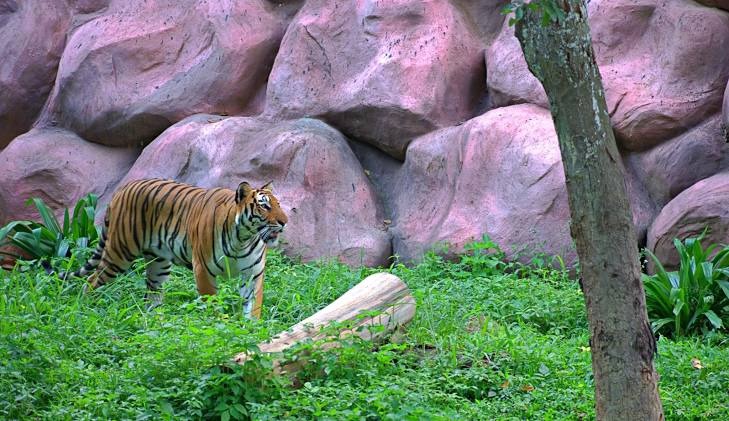 Bannerghatta National Park, photo 1 of 8