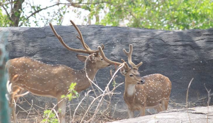 Bannerghatta National Park, photo 3 of 8