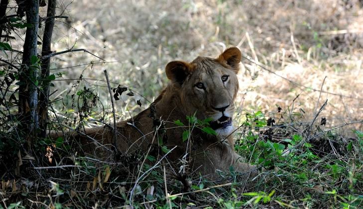 Bannerghatta National Park, photo 4 of 8