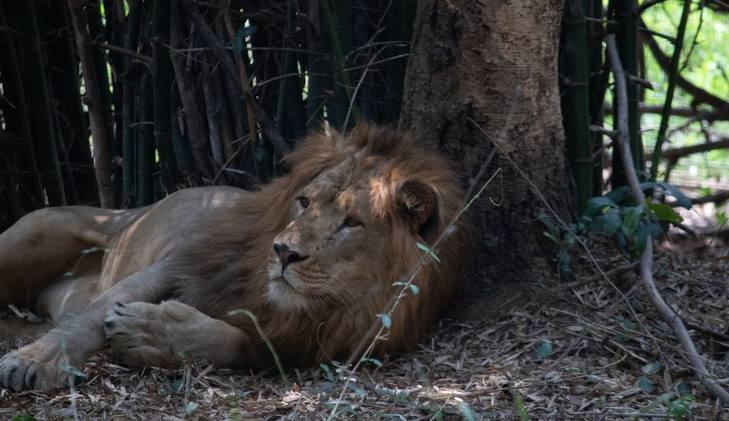 Bannerghatta National Park, photo 2 of 8