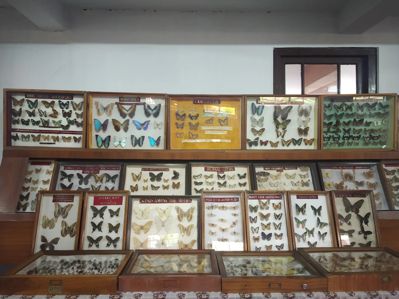 Wankhar Entomology Museum, photo 1 of 7