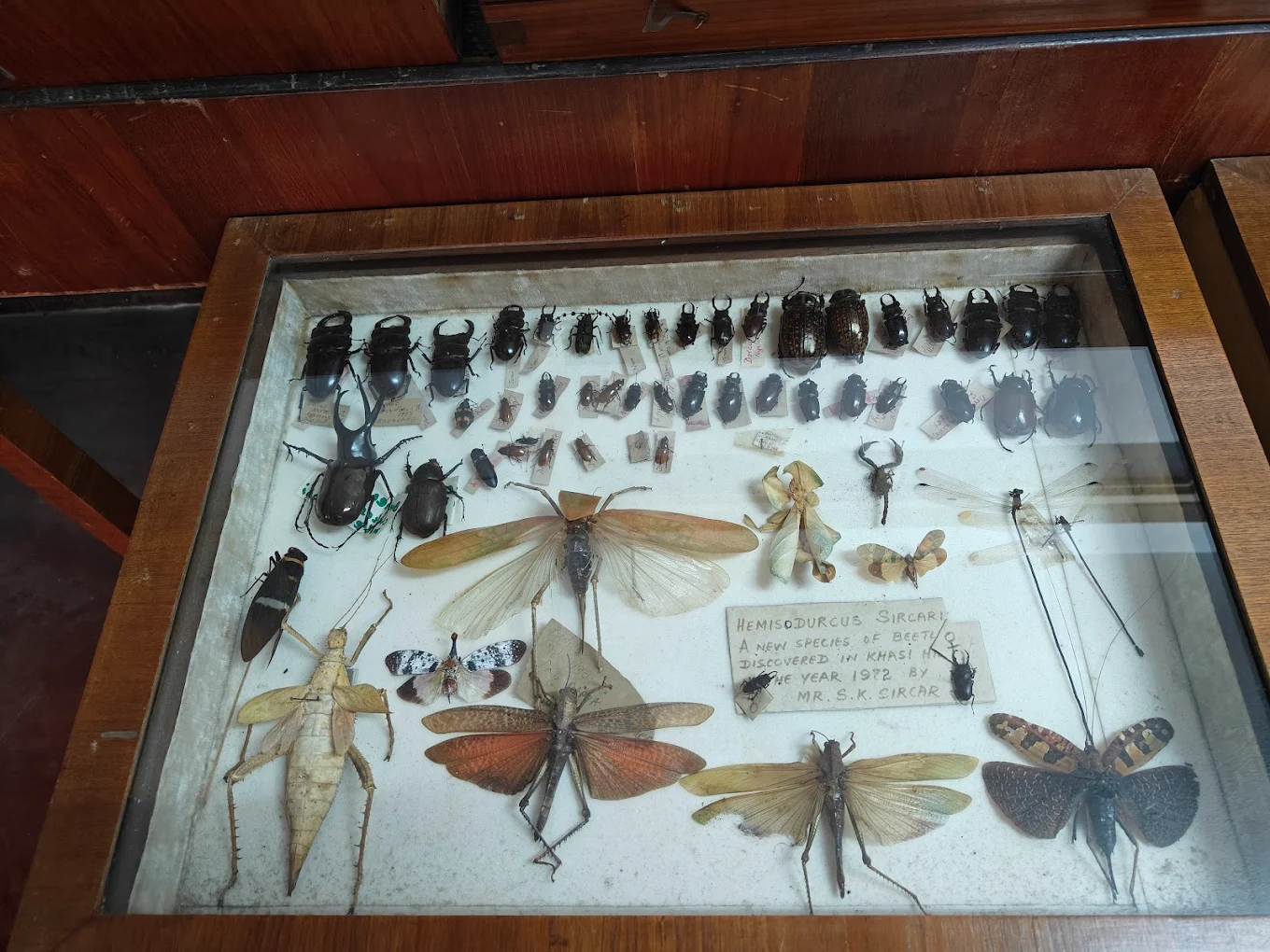 Wankhar Entomology Museum, photo 2 of 7