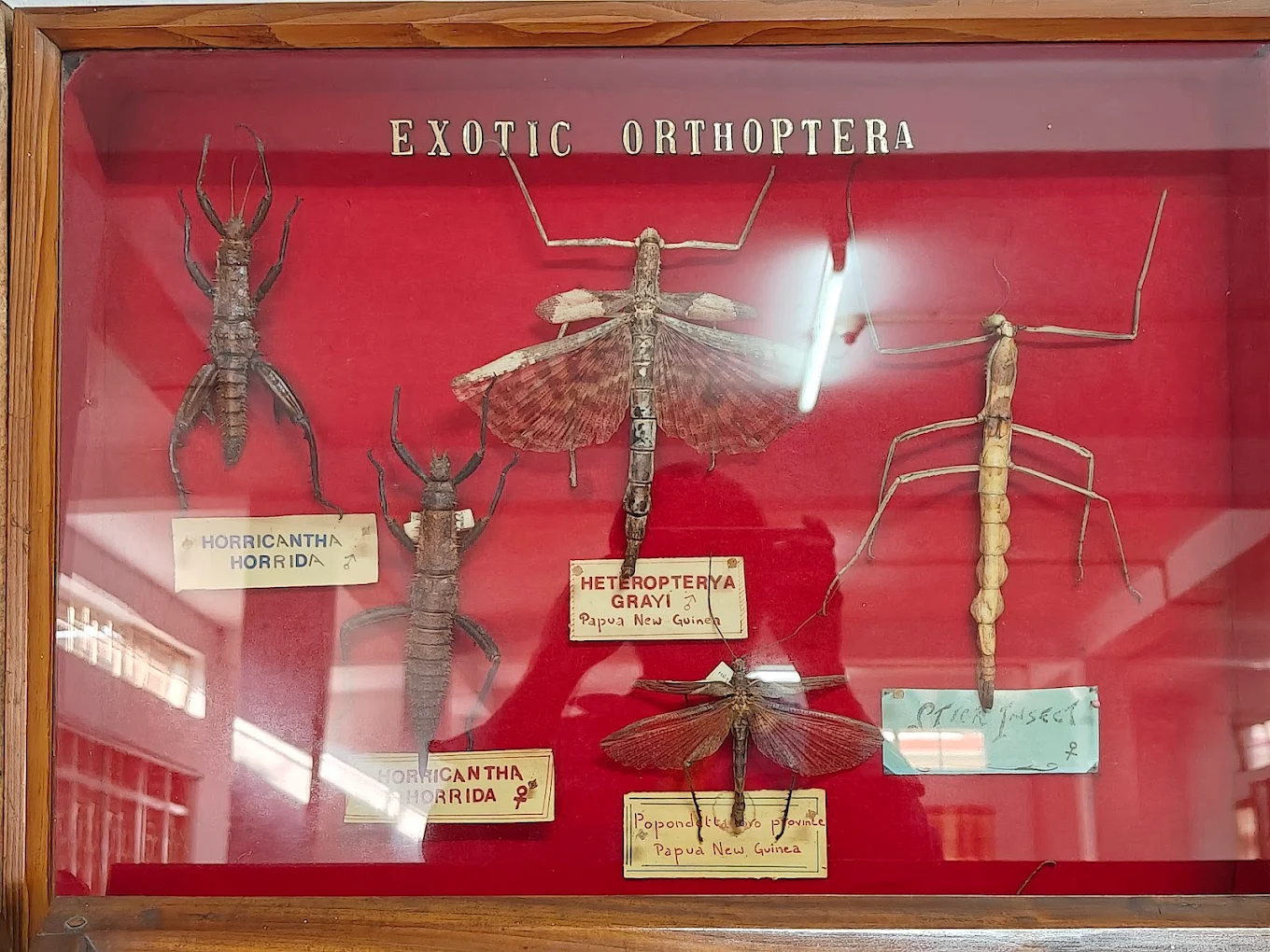 Wankhar Entomology Museum, photo 3 of 7