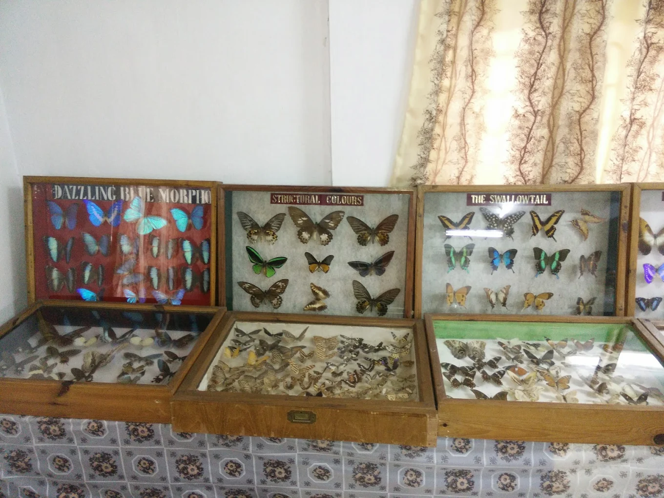 Wankhar Entomology Museum, photo 4 of 7