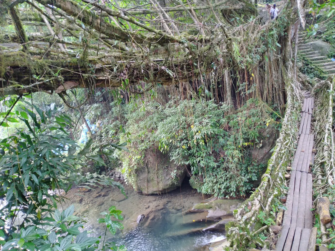 Double Decker Living Root Bridge, photo 2 of 8