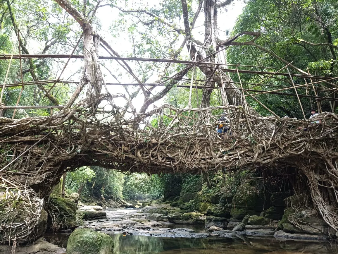 Living Root Bridge, Riwai Village, photo 3 of 9