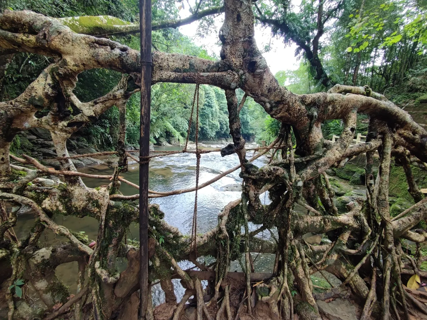 Living Root Bridge, Riwai Village, photo 4 of 9