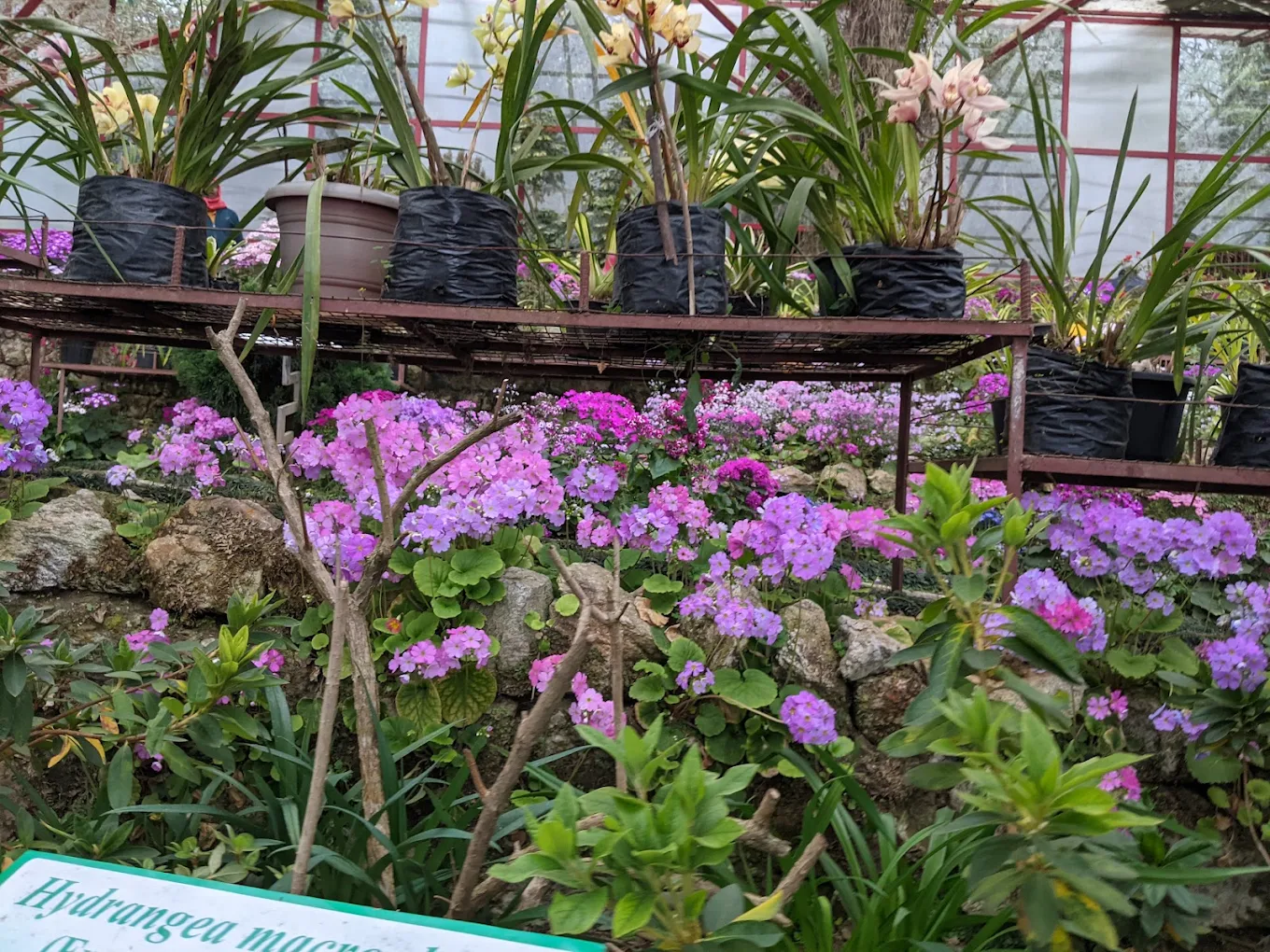 Flower Exhibition Centre - Ridge Park., photo 3 of 10