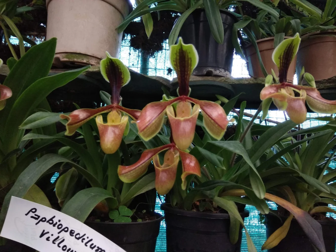 Flower Exhibition Centre - Ridge Park., photo 4 of 10