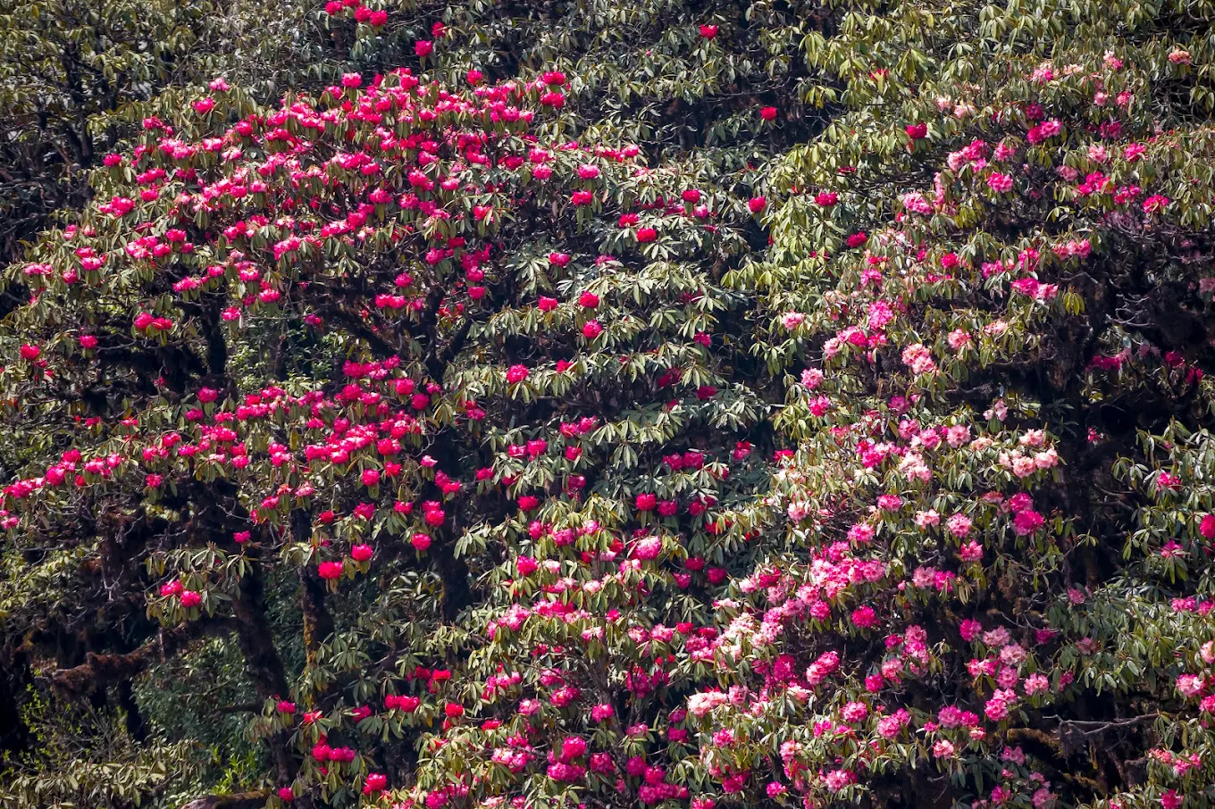 Barsey Rhododendron Sanctuary, photo 1 of 7
