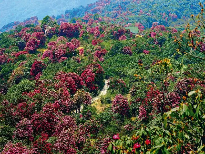 Barsey Rhododendron Sanctuary, photo 4 of 7