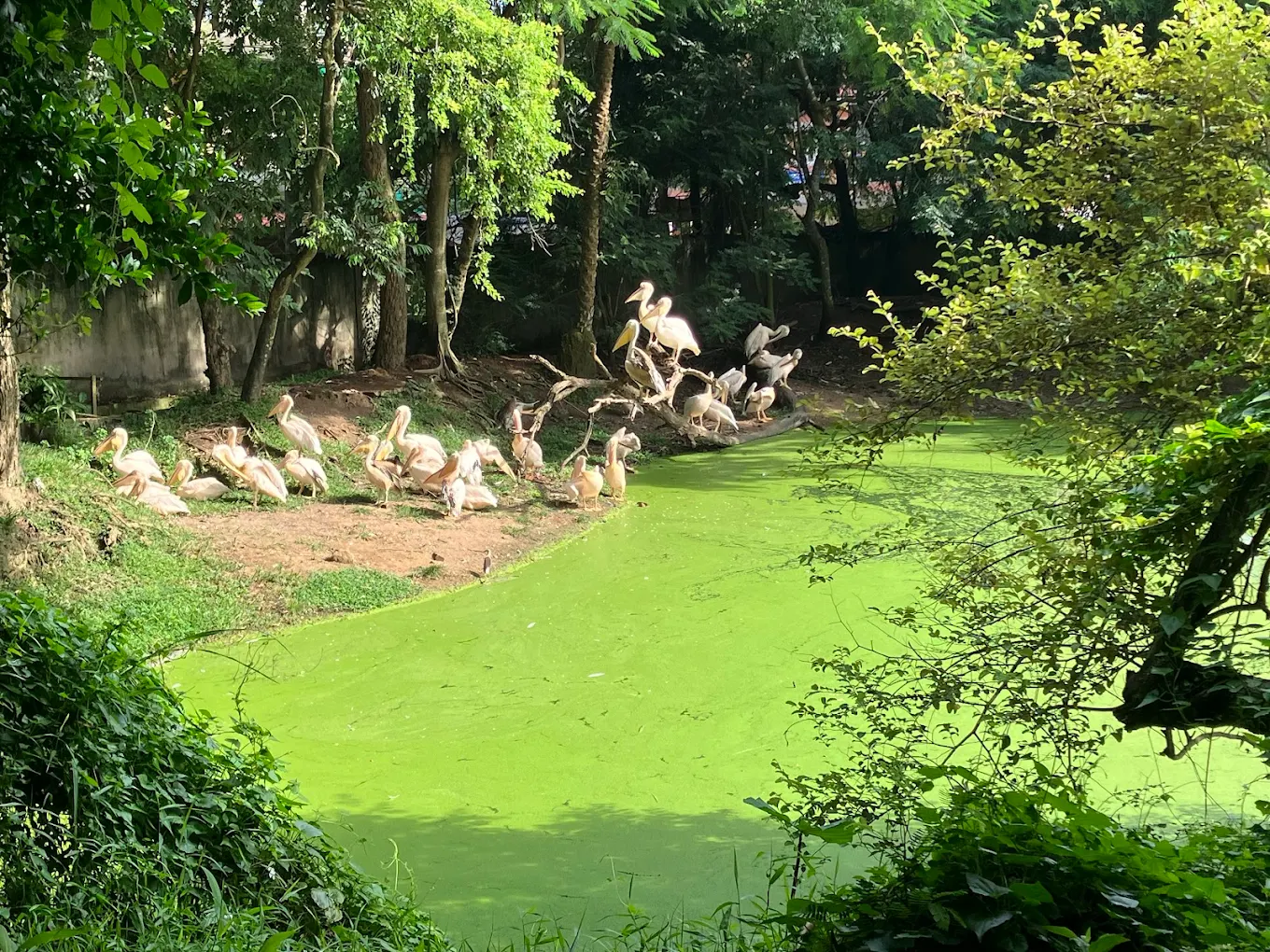 Assam State Zoo cum Botanical Garden, photo 3 of 10
