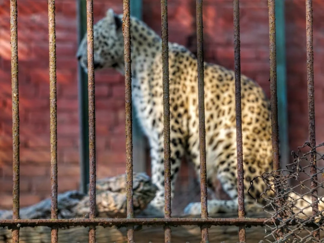 Assam State Zoo cum Botanical Garden, photo 4 of 10