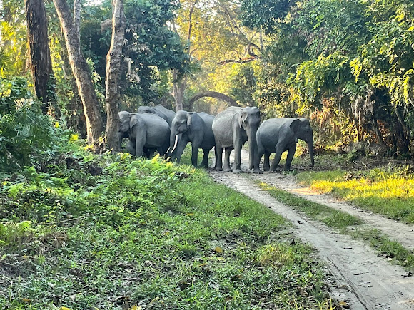 Kaziranga National Park, photo 1 of 12