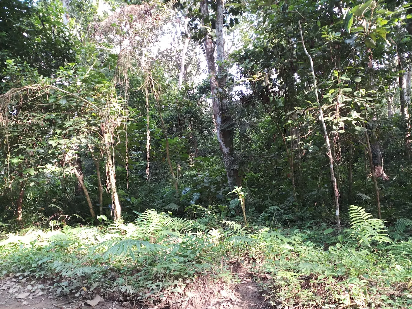Jokai Botanical Garden, photo 4 of 7