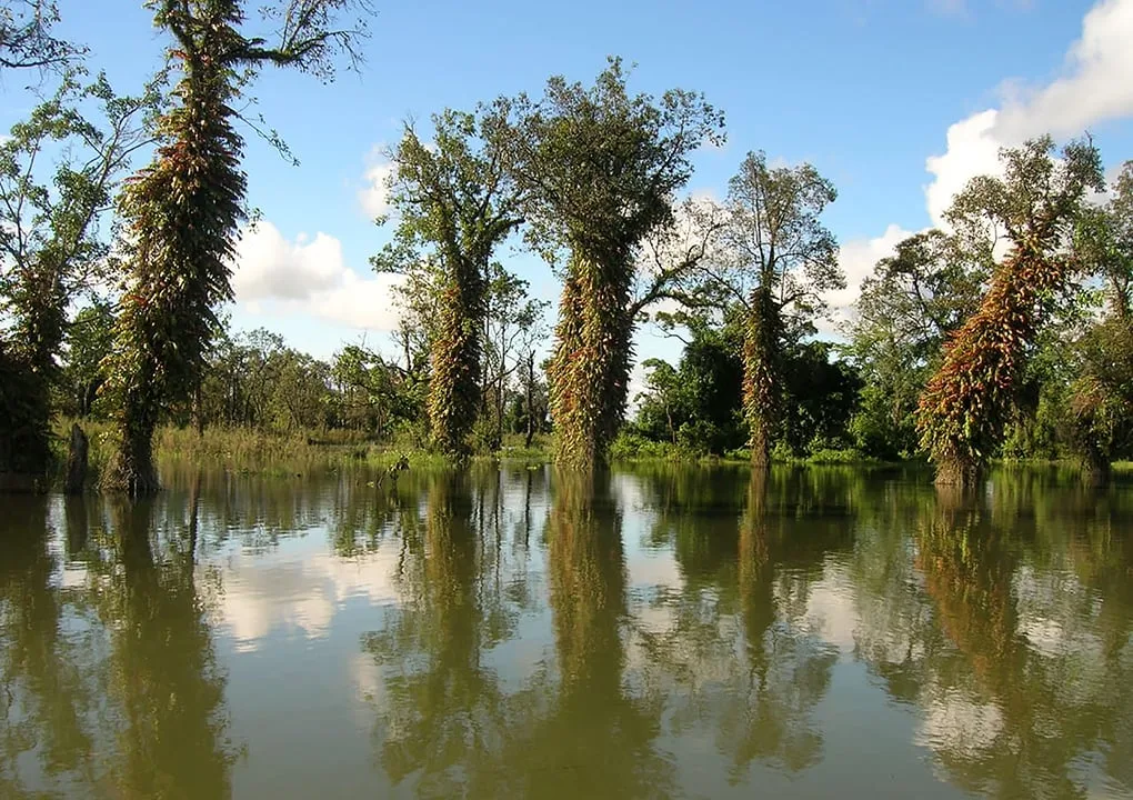 Dibru Saikhowa National Park, photo 2 of 11