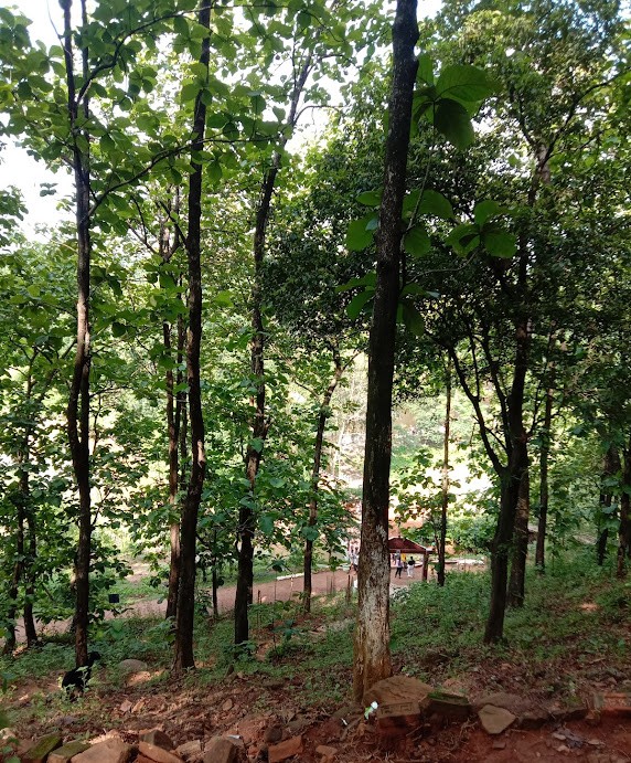 Kakoijana Reserved Forest, photo 1 of 6