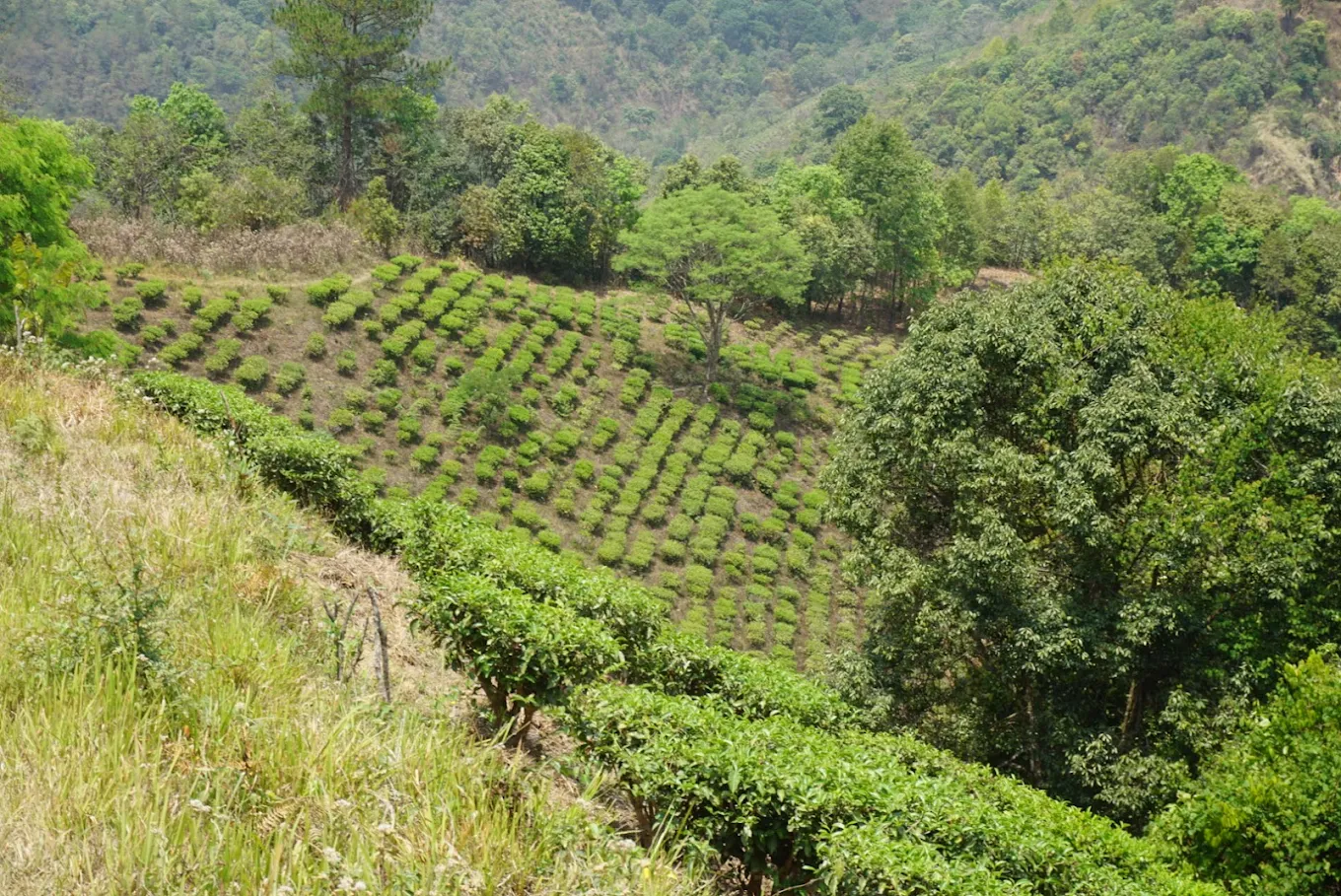 Nilai Tea Estate, photo 1 of 5