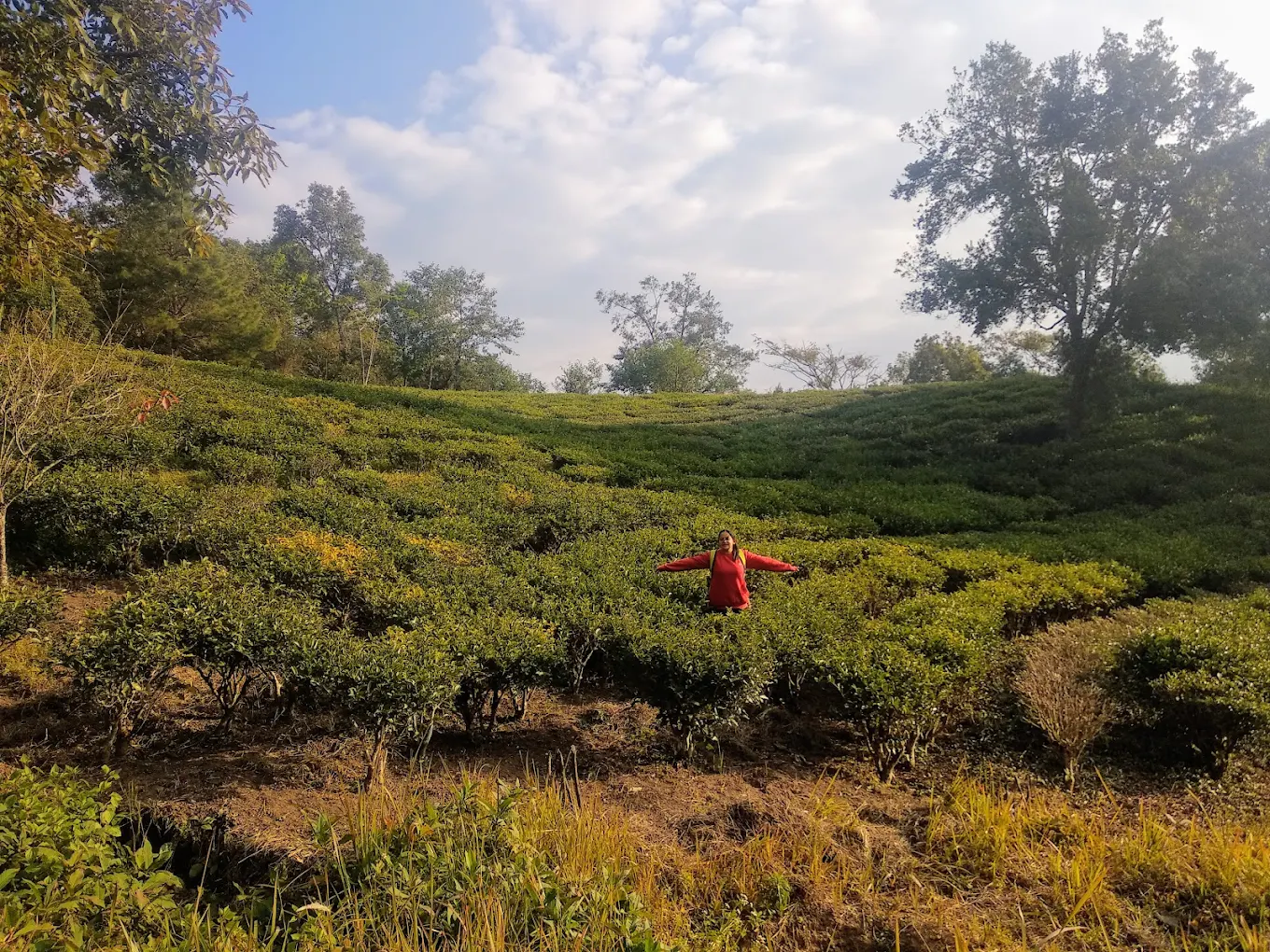 Nilai Tea Estate, photo 2 of 5