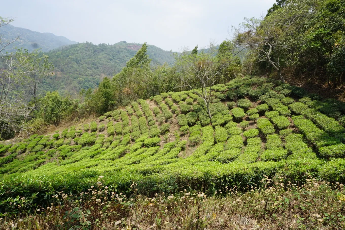 Nilai Tea Estate, photo 4 of 5