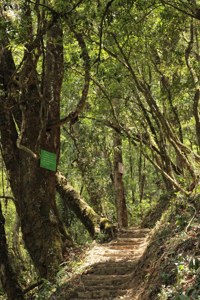 Puliebadze, Jotsoma Village, photo 2 of 9