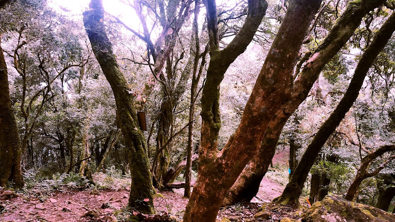 Wokha, Nagaland, photo 4