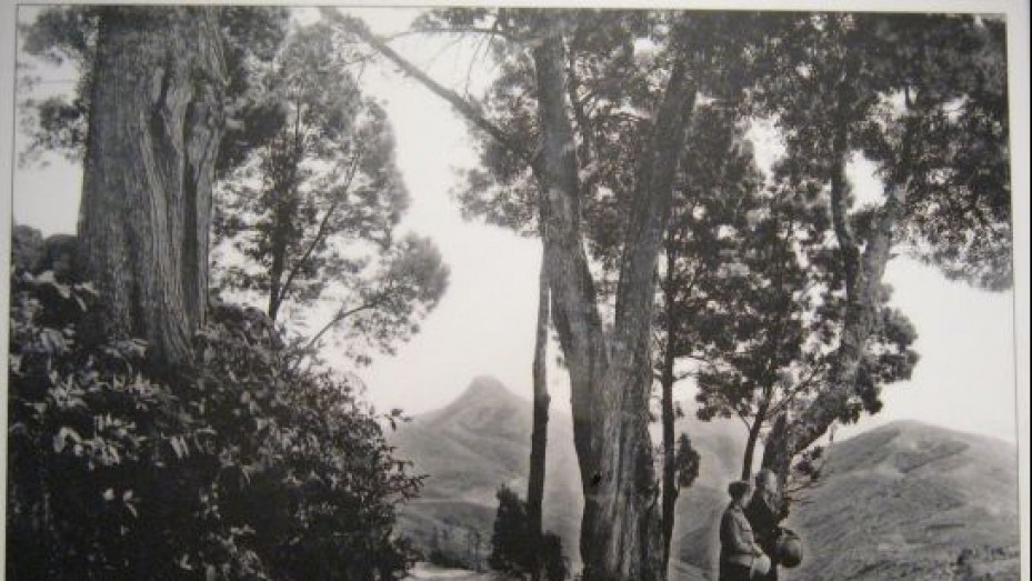 Coaker's Walk, photo 3 of 6