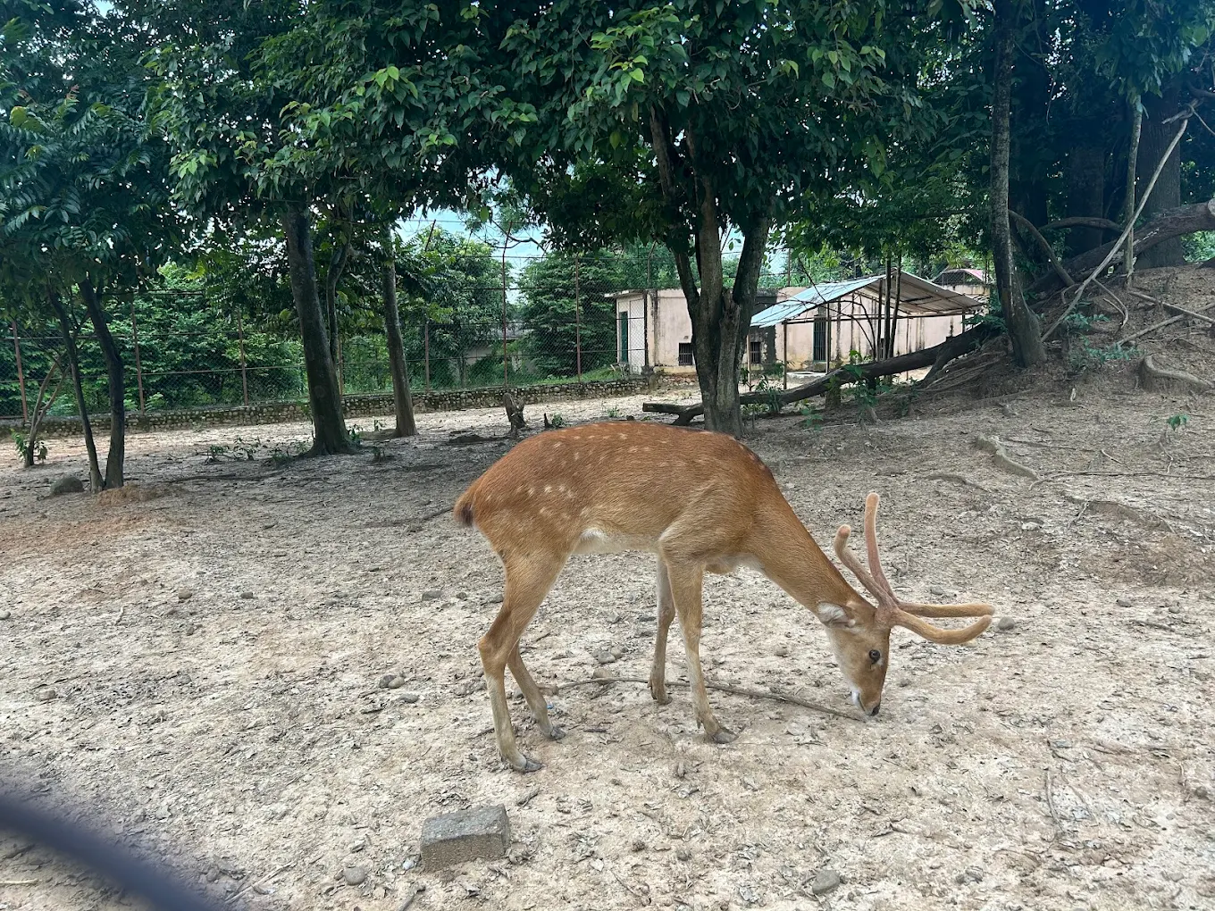 Nagaland Zoological Park, photo 4 of 16