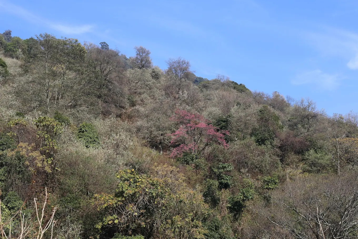 Khonoma Sanctuary Fall, photo 4 of 6