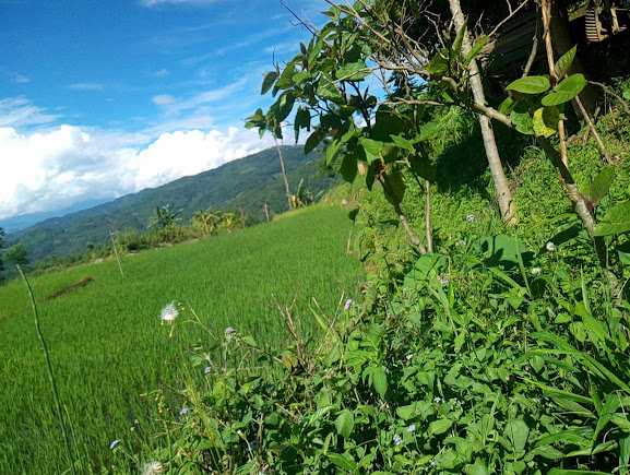 Tuensang, Nagaland, photo 3