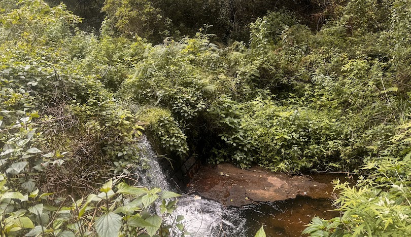 Bear Shola Falls Pathway, photo 4 of 5