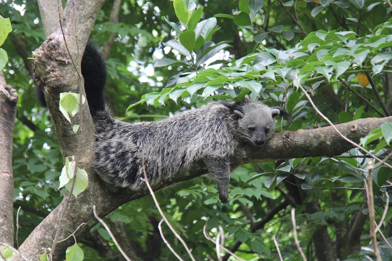 Aizawl Zoological Park, photo 1 of 9