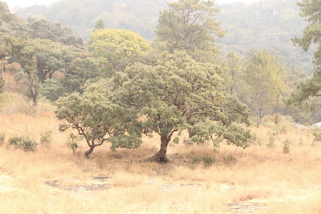 Phawngpui National Park, photo 1 of 9