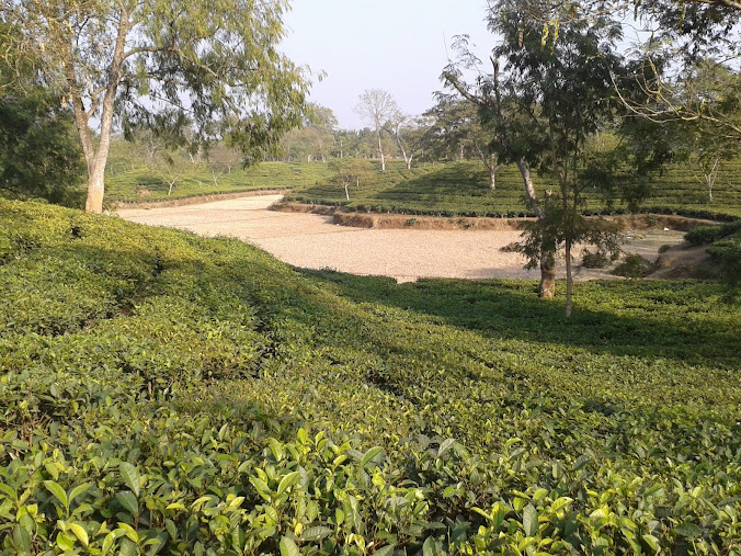 Durgabari Tea Estate, photo 1 of 9