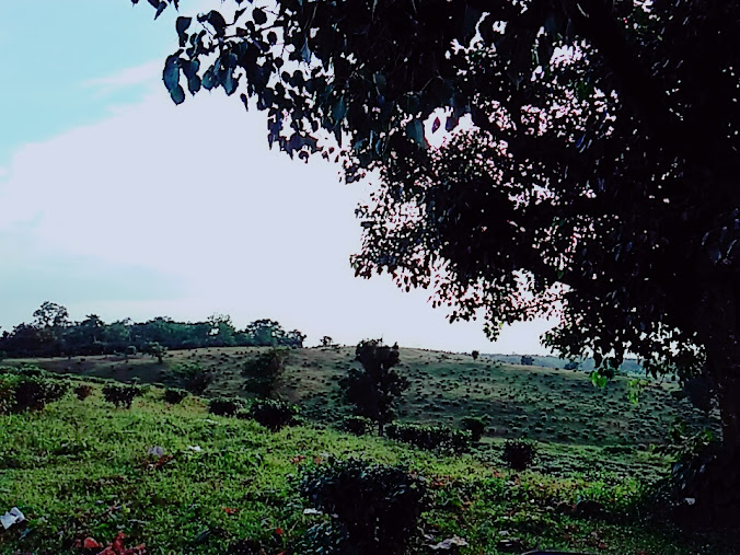 Durgabari Tea Estate, photo 2 of 9