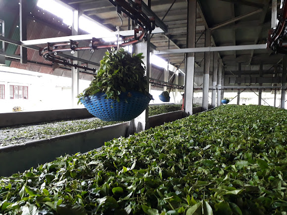 Durgabari Tea Estate, photo 3 of 9